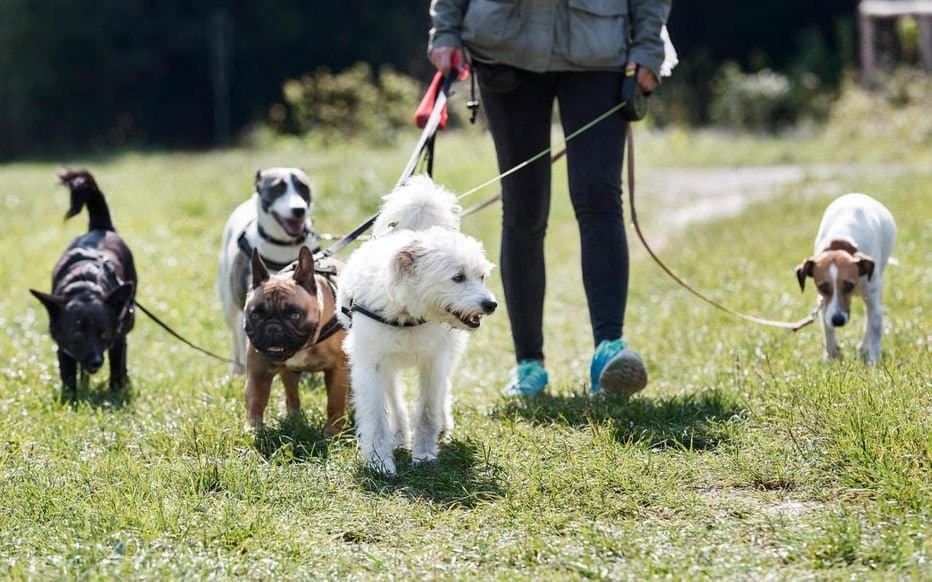Soins et garde de vos animaux à Montreux